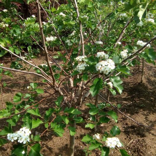泰安大金星山楂树苗 山楂树大量供应