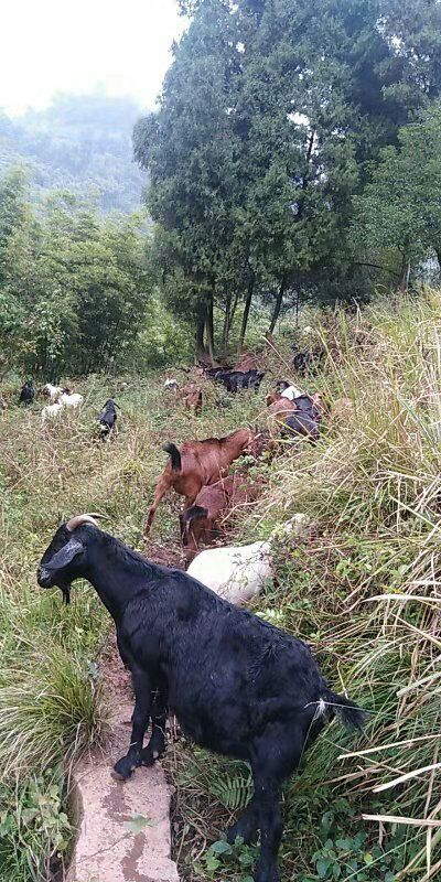 重庆市 无饲料·山坡养殖山羊