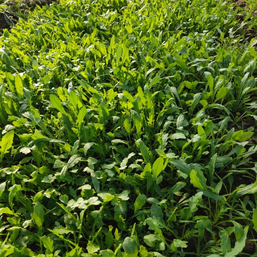 淄博 芝麻菜芝麻叶火箭菜
