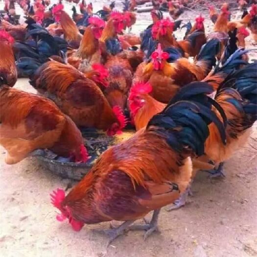 南宁 红瑶鸡苗