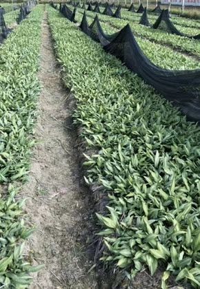 保山黄精种苗 姜形黄精 量大从优，成活率高