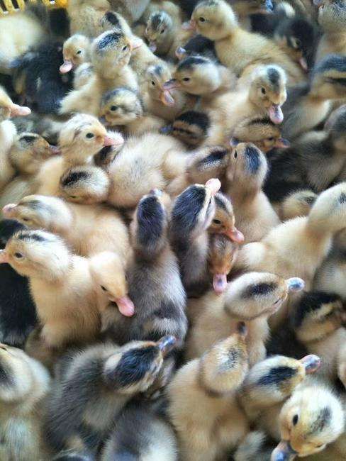  杂交鸭苗，全国包送，包打疫苗，本公司承诺无假货。