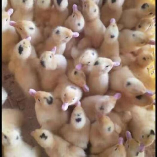 南宁 一点头鸭苗