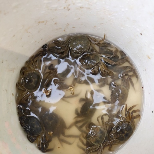 宣城 蟹苗，大闸蟹苗，精品