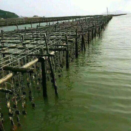 湛江海蛰 正宗湛江生蚝批发