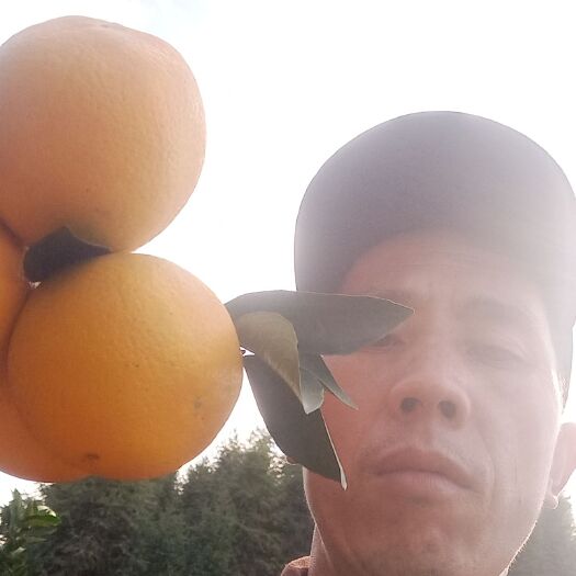 新宁县崀山脐橙 现摘现卖！甜中略有点微酸！原汁原味的新鲜！现在大量批发