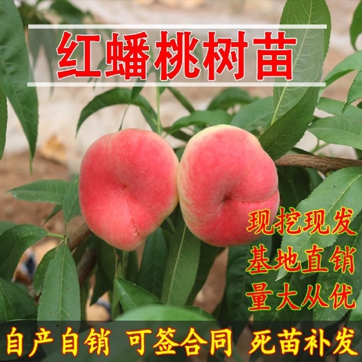 平邑县 红蟠桃桃树苗优质嫁接苗南北方种植基地直销死苗补发