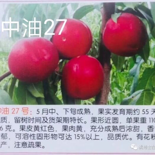 固始县中油27号油桃苗  中油油27号是目前成熟最早，口感好，挂树时间最长的油桃