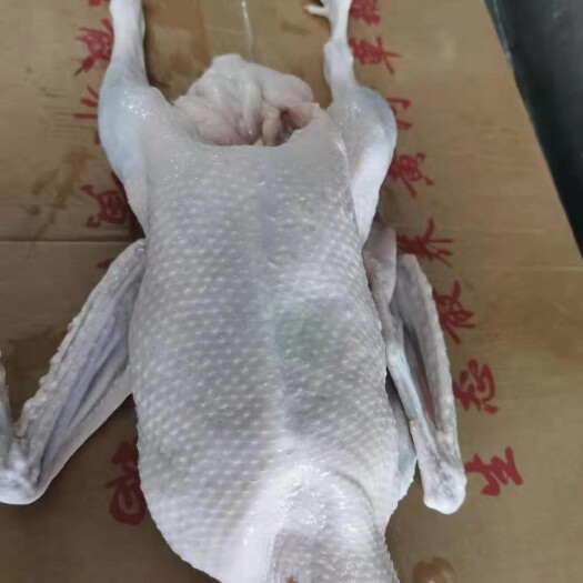 济南白条鹅批发老鹅批发东北大鹅批发
