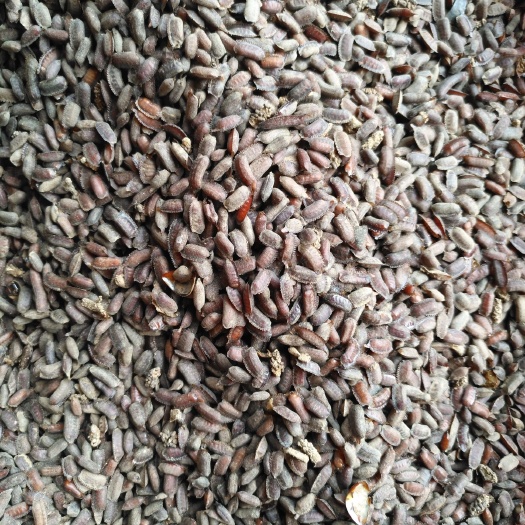 阆中市中华土元  中华药食用土元种子。