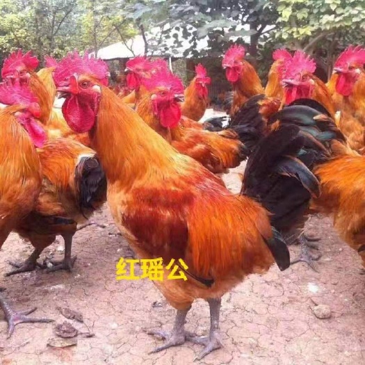 广州红公鸡苗 红瑶公