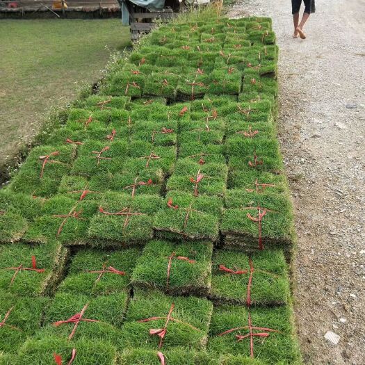佛山草皮大叶油草