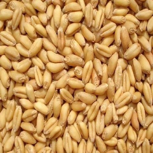 长垣市 优质高筋小麦