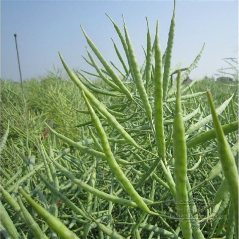 油菜籽种子 老品种油菜籽观赏油菜花种子榨油菜种籽北方耐寒油菜种子花草种籽