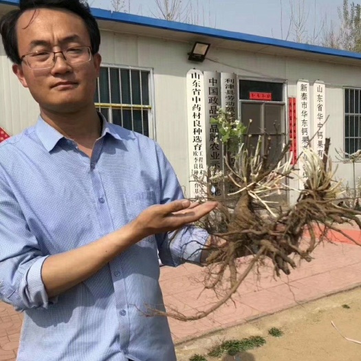 泰安钙果种子 亩产8000斤 纯收入过万
