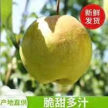 隰县 隰县玉露香梨，可口多汁，皮薄肉多，让你回味无穷！