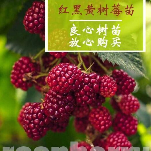 平邑县 树莓苗双季红树莓当年结果覆盆子树苗黑莓南方北方种植盆栽地栽果