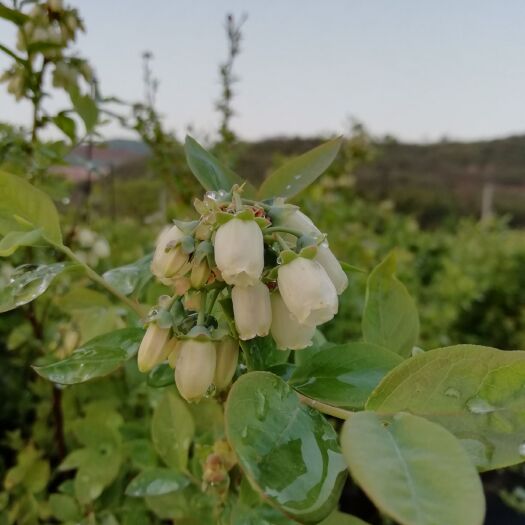 长兴县 北高优质蓝莓苗斯巴坦可结果