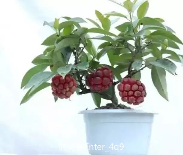 黑老虎苗  黑老虎老桩盆景苗  特色观赏价值 放客厅茶几