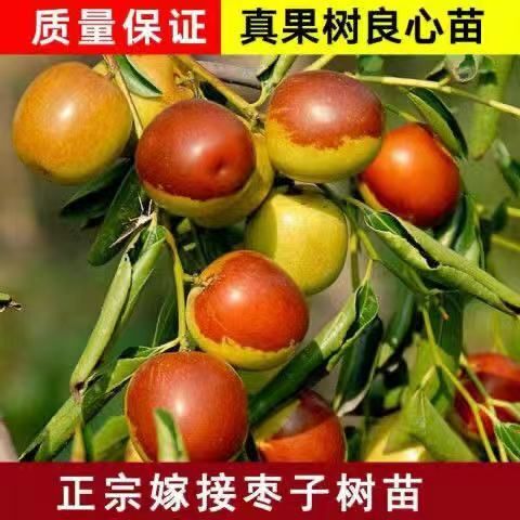 泰安 基地直销枣树苗 冬枣 金丝大枣 等品种全 规格多量大优惠