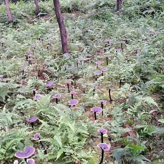 东莞市 粤北特产，灵芝，一斤起邮128元