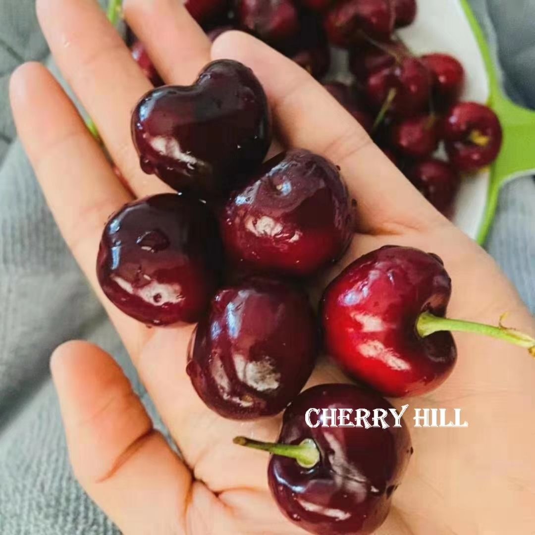 澳洲车厘子Cherry hill 【一件代发】澳洲直采双J大果顺丰空运脆甜美味够黑够硬车厘子