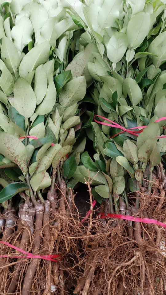 红肉蜜柚苗批发,红心柚子苗,红心柚树苗,基地直发,包邮.