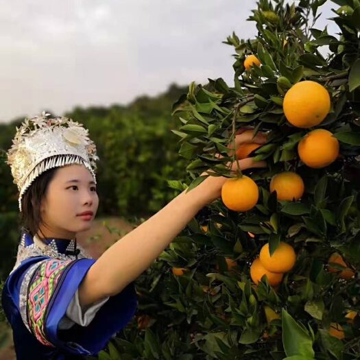 瑞金市 赣南纽荷尔脐橙基地采摘直供