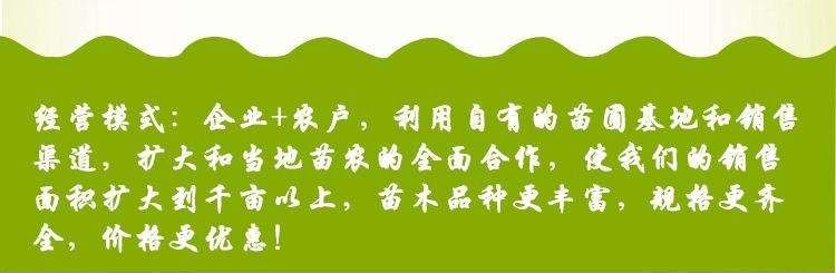 紙皮核桃苗  紙皮核桃樹(shù)苗，適應(yīng)性強(qiáng)，抗病毒，產(chǎn)量高，保證品種，保證成活