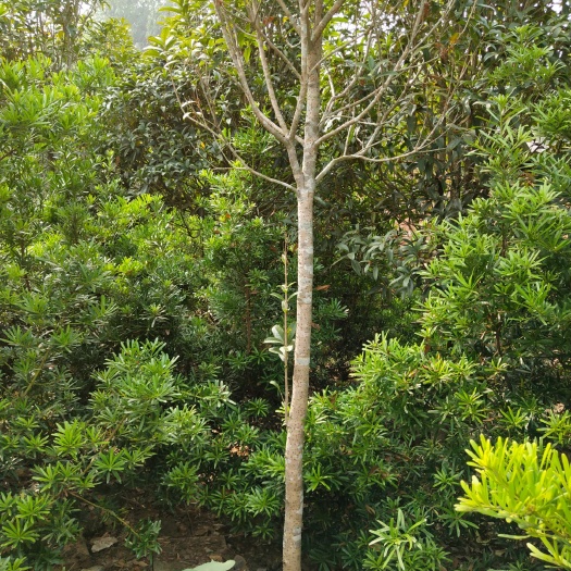 英德市 红桂花树，天香台阁