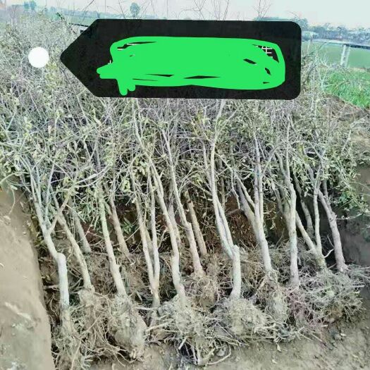 荥阳市突尼斯软籽石榴树苗 我是郑州荥阳软籽石榴基地种植户价格优惠