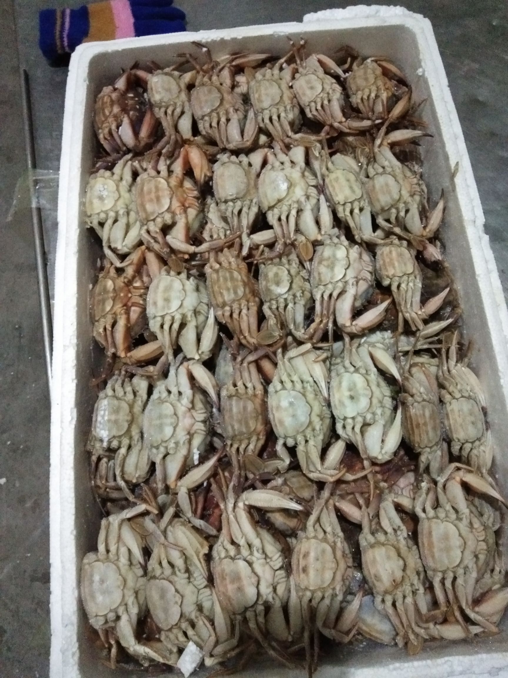 东港市 纯母石蟹别称花盖蟹，一两以上规格。