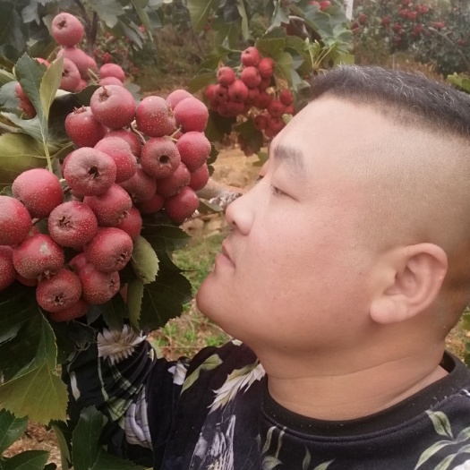 平邑县大绵球山楂树苗 大绵球山楂苗