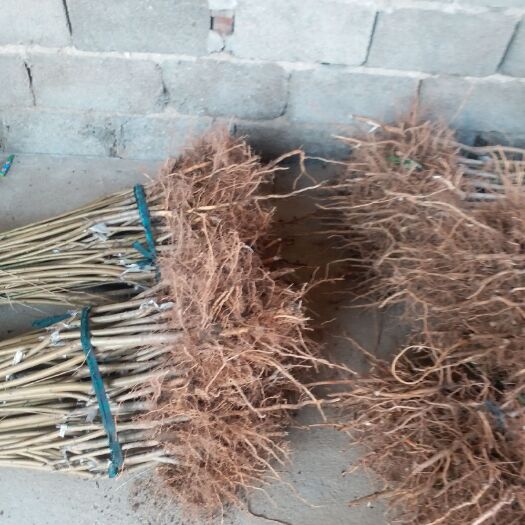 泰安 品种桃树苗多少钱一棵 嫁接桃苗价格