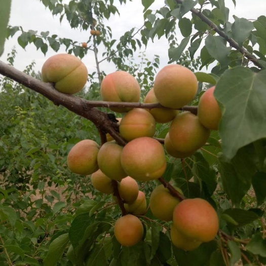 大荔县陕西吊干杏，香蜜杏。