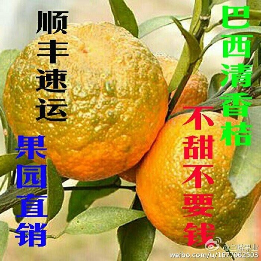 融安县巴西柑 超甜