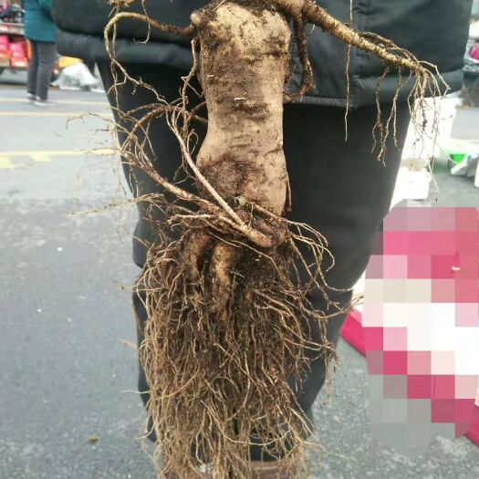 集安市 一颗一斤大人参