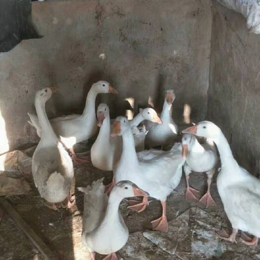鄱阳县大白鹅 6-8斤 统货 半圈养半散养