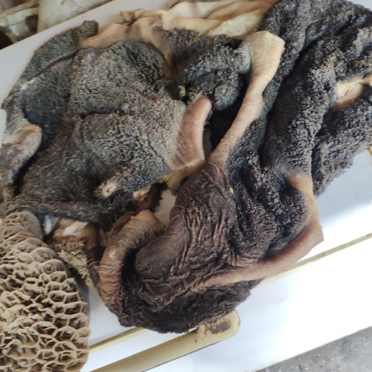 无极县纯鲜牛肚