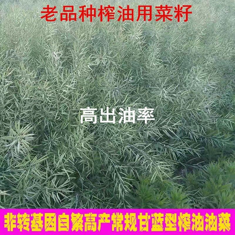 油菜籽种子 老品种油菜籽观赏油菜花种子榨油菜种籽北方耐寒油菜种子花草种籽