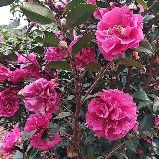 安福县 4千棵茶梅花树急需出售，有意者请联系