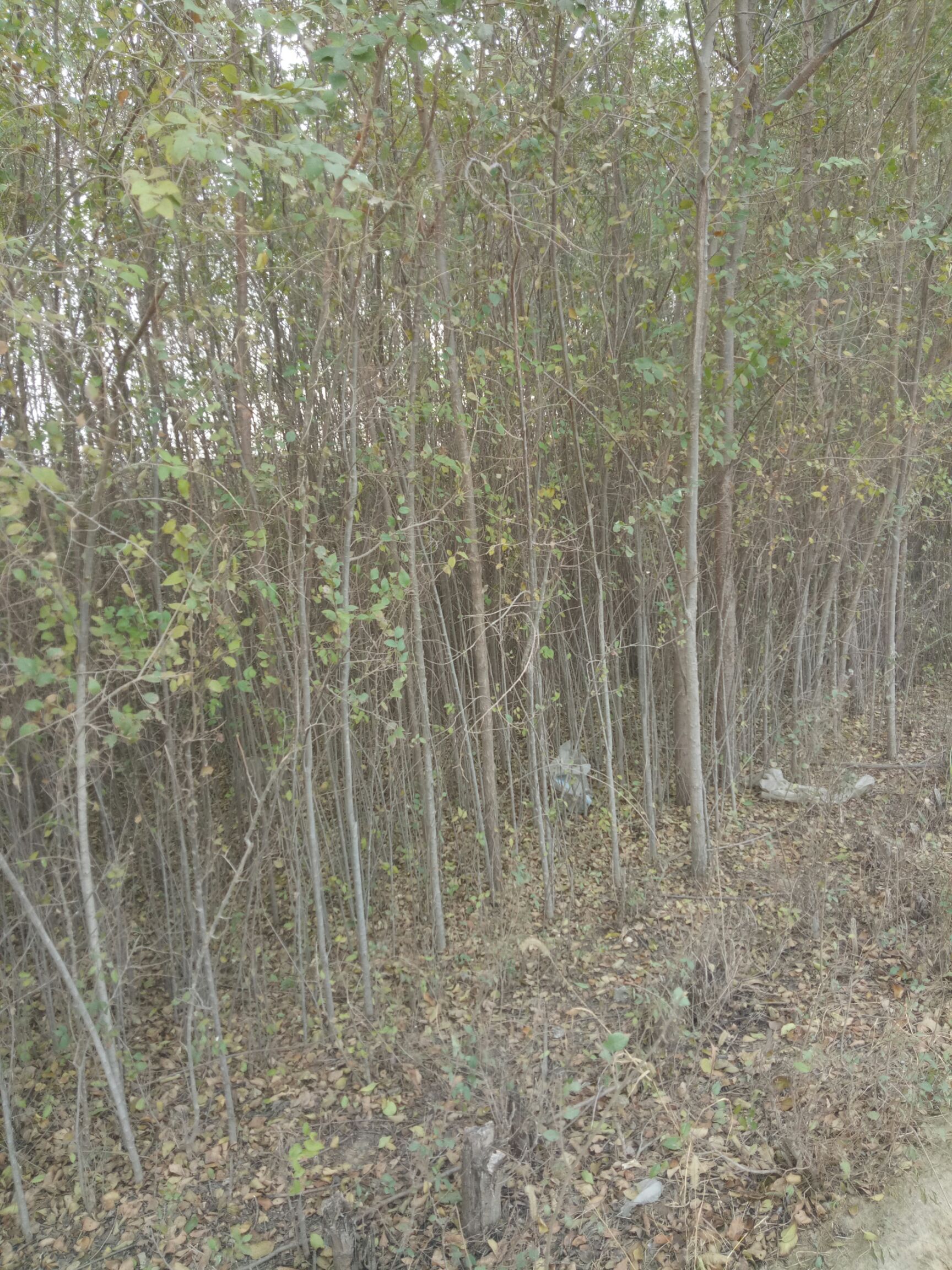  大量榆树2-12公分