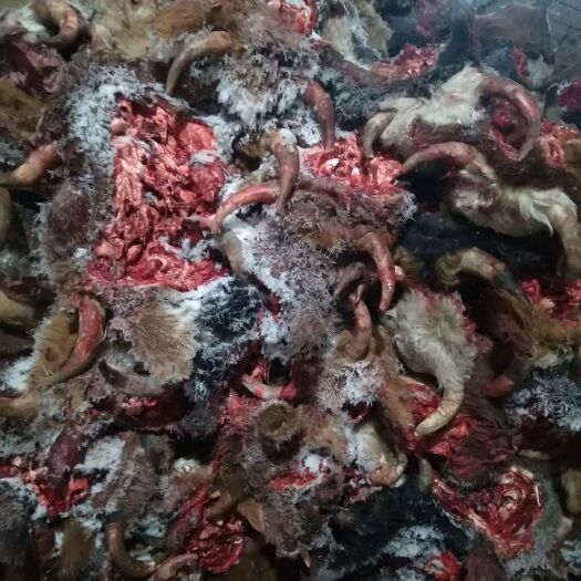 锡林浩特 冷库长年批发牛头，图片实物拍摄，保真质量，货真价实，欢迎采购