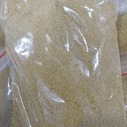 朝阳 自家新小米，，纯农产品