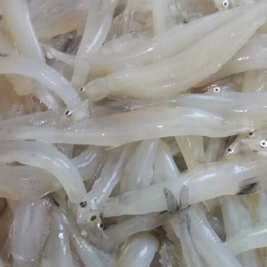 长春 刚出水的银鱼