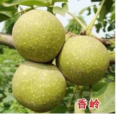 平邑县 香玲核桃苗