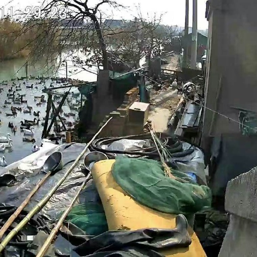 盐城 草鸭90天5斤左右出售公的为主