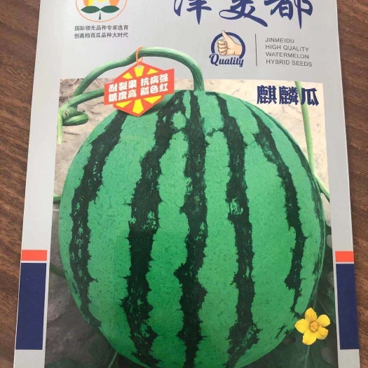 宿州 津美都西瓜苗