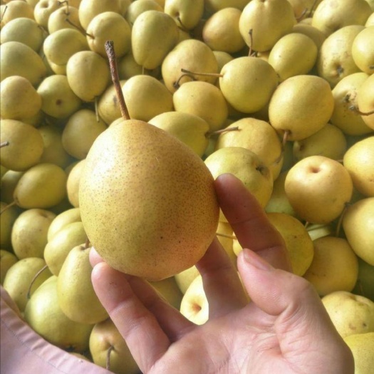 冬果梨 甘肃临夏种植基地