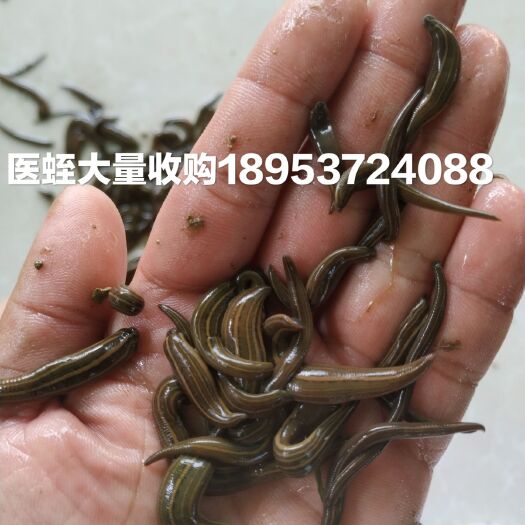 鱼台县水蛭干 蚂蟥干品